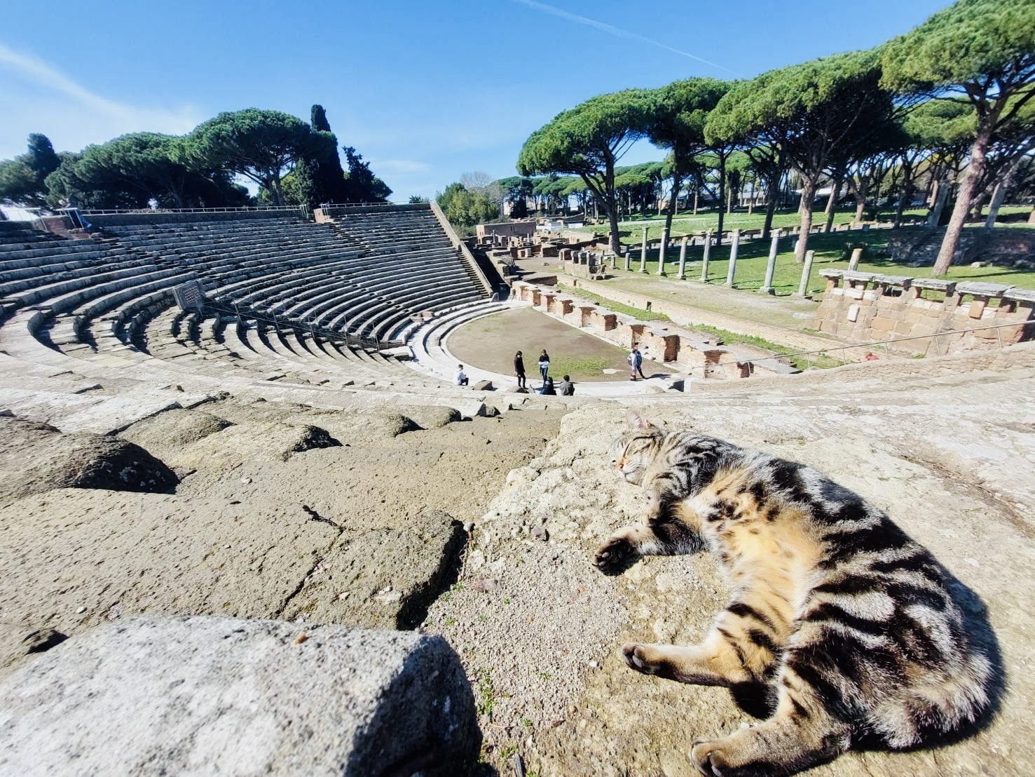 遺跡の劇場跡に佇む猫