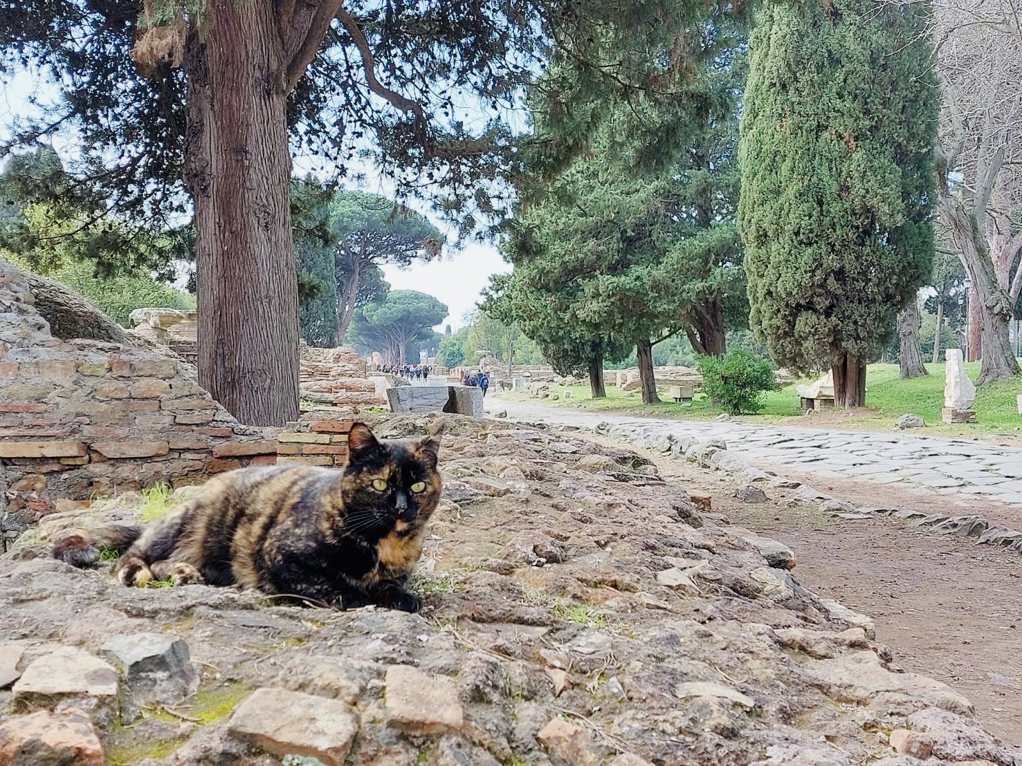 遺跡を背に、静かにこちらを見る猫の表情（アップ）